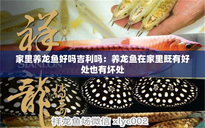 家里養(yǎng)龍魚(yú)好嗎吉利嗎：養(yǎng)龍魚(yú)在家里既有好處也有壞處 龍魚(yú)百科 第1張