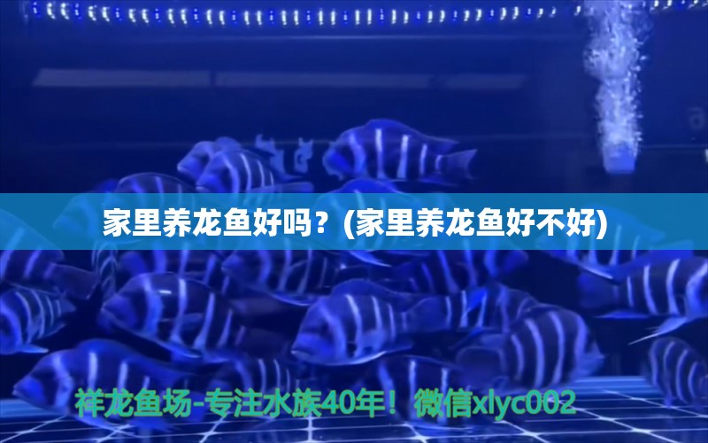 家里養(yǎng)龍魚(yú)好嗎？(家里養(yǎng)龍魚(yú)好不好) 和尚魚(yú)