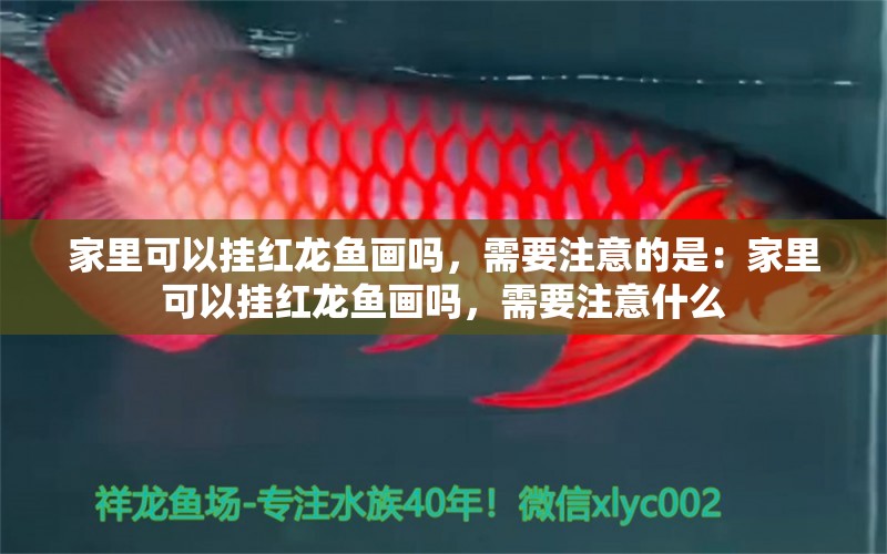 家里可以掛紅龍魚畫嗎，需要注意的是：家里可以掛紅龍魚畫嗎，需要注意什么 龍魚百科 第2張