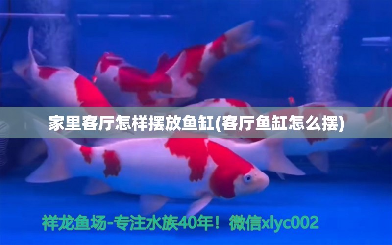 家里客廳怎樣擺放魚缸(客廳魚缸怎么擺) 純血皇冠黑白魟魚 第1張