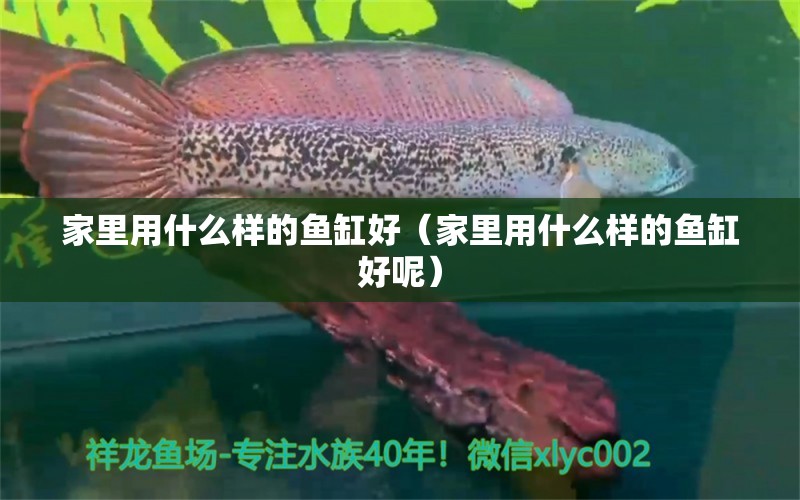 家里用什么樣的魚(yú)缸好（家里用什么樣的魚(yú)缸好呢） 鐵甲武士