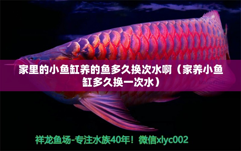 家里的小魚(yú)缸養(yǎng)的魚(yú)多久換次水啊（家養(yǎng)小魚(yú)缸多久換一次水） 黃金招財(cái)貓魚(yú)