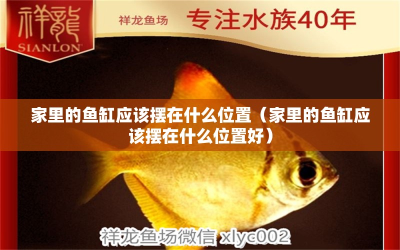 家里的魚缸應(yīng)該擺在什么位置（家里的魚缸應(yīng)該擺在什么位置好）