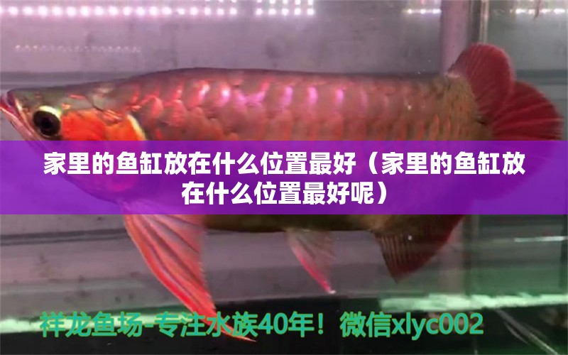 家里的魚(yú)缸放在什么位置最好（家里的魚(yú)缸放在什么位置最好呢）