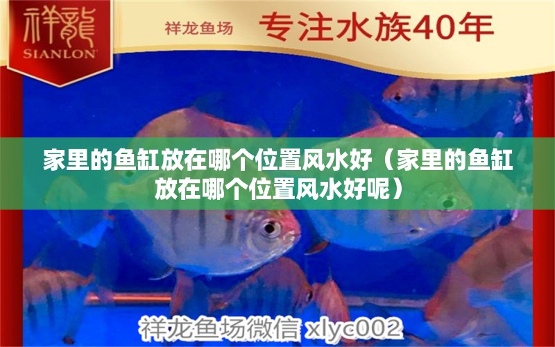 家里的魚缸放在哪個位置風(fēng)水好（家里的魚缸放在哪個位置風(fēng)水好呢） 魚缸風(fēng)水