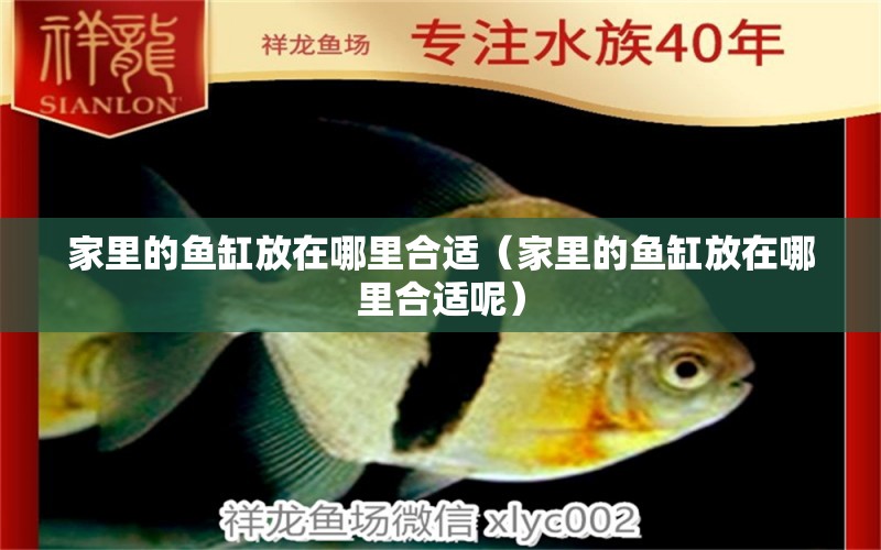 家里的魚缸放在哪里合適（家里的魚缸放在哪里合適呢）