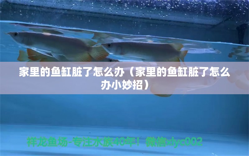 家里的魚缸臟了怎么辦（家里的魚缸臟了怎么辦小妙招） 祥龍水族醫(yī)院