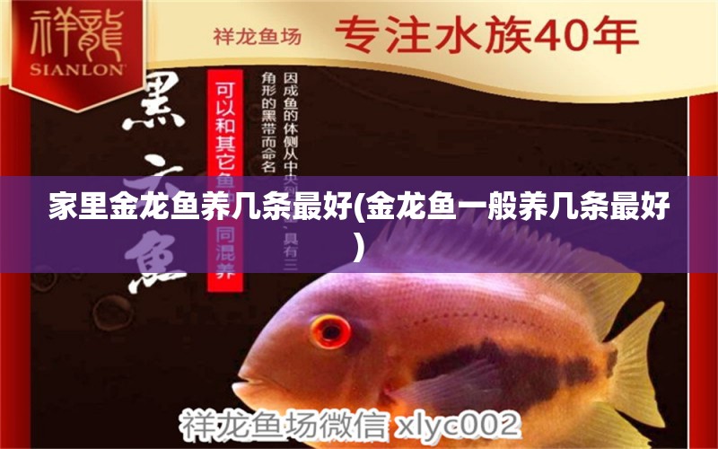 家里金龍魚養(yǎng)幾條最好(金龍魚一般養(yǎng)幾條最好) 女王大帆魚