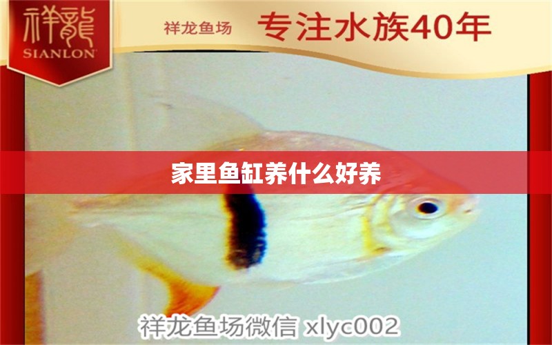 家里魚缸養(yǎng)什么好養(yǎng)