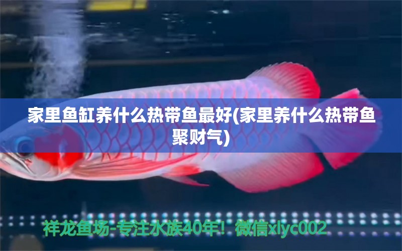 家里魚缸養(yǎng)什么熱帶魚最好(家里養(yǎng)什么熱帶魚聚財氣) 祥龍金禾金龍魚