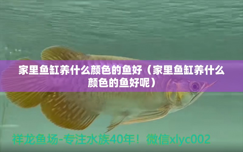 家里魚缸養(yǎng)什么顏色的魚好（家里魚缸養(yǎng)什么顏色的魚好呢） 祥龍水族醫(yī)院