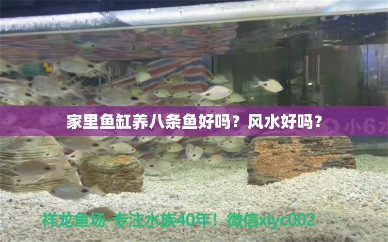 家里魚缸養(yǎng)八條魚好嗎？風(fēng)水好嗎？ 魚缸風(fēng)水