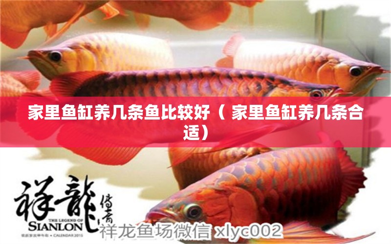 家里魚缸養(yǎng)幾條魚比較好（ 家里魚缸養(yǎng)幾條合適）