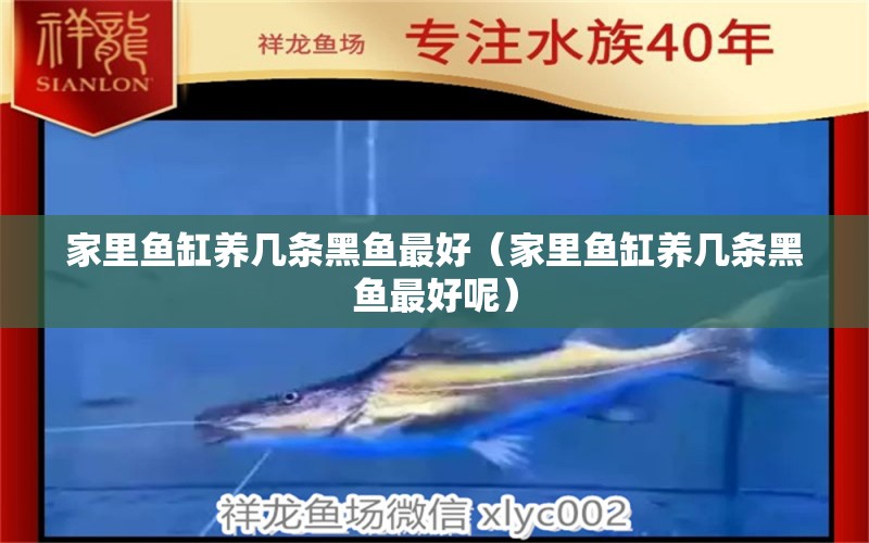 家里魚缸養(yǎng)幾條黑魚最好（家里魚缸養(yǎng)幾條黑魚最好呢） 青龍魚