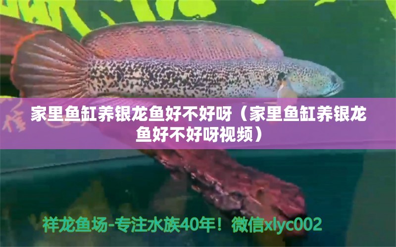 家里魚缸養(yǎng)銀龍魚好不好呀（家里魚缸養(yǎng)銀龍魚好不好呀視頻）