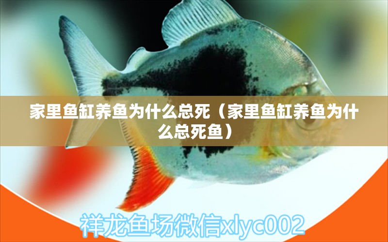 家里魚(yú)缸養(yǎng)魚(yú)為什么總死（家里魚(yú)缸養(yǎng)魚(yú)為什么總死魚(yú)） 觀賞魚(yú)批發(fā)