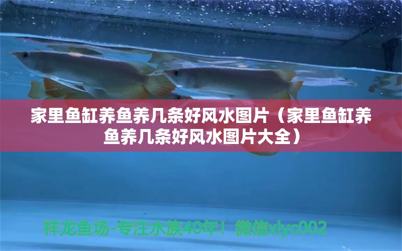 家里魚缸養(yǎng)魚養(yǎng)幾條好風(fēng)水圖片（家里魚缸養(yǎng)魚養(yǎng)幾條好風(fēng)水圖片大全） 魚缸風(fēng)水