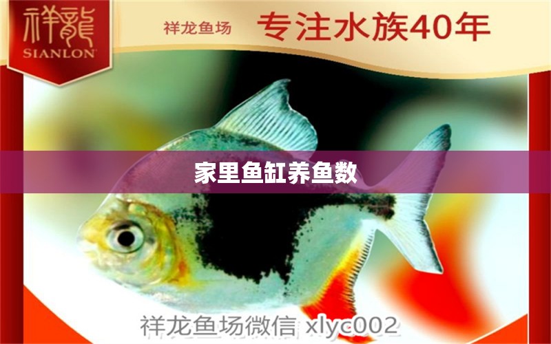 家里魚缸養(yǎng)魚數(shù) 祥龍魚場