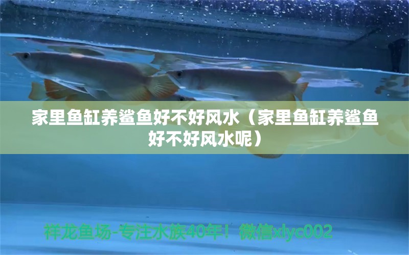 家里魚(yú)缸養(yǎng)鯊魚(yú)好不好風(fēng)水（家里魚(yú)缸養(yǎng)鯊魚(yú)好不好風(fēng)水呢）