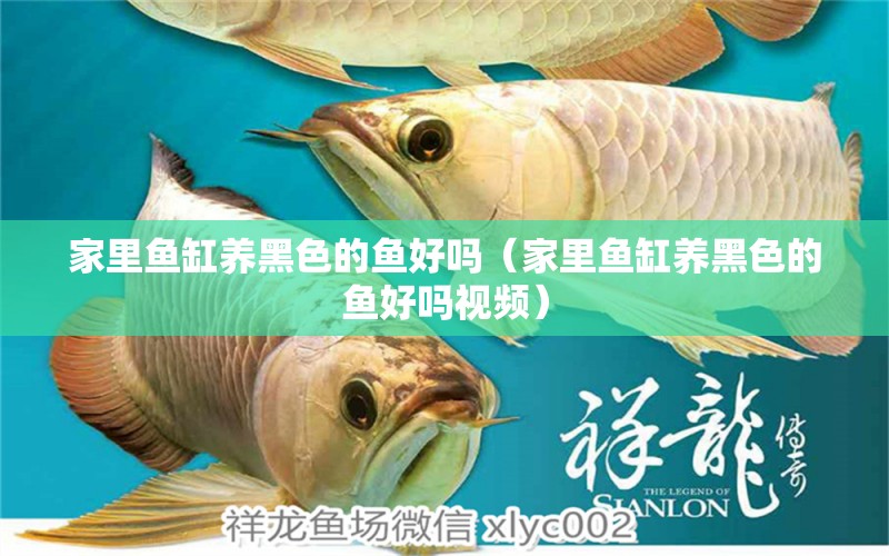 家里魚缸養(yǎng)黑色的魚好嗎（家里魚缸養(yǎng)黑色的魚好嗎視頻）