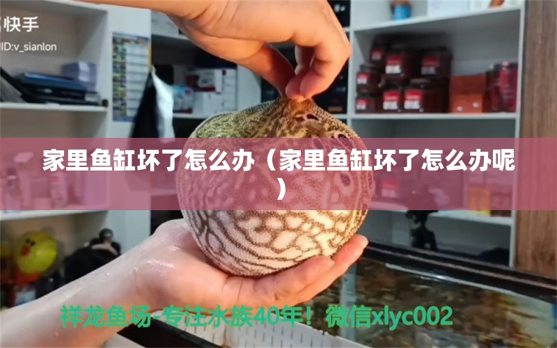 家里魚缸壞了怎么辦（家里魚缸壞了怎么辦呢）