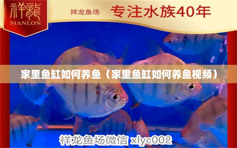 家里魚缸如何養(yǎng)魚（家里魚缸如何養(yǎng)魚視頻）