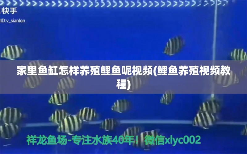 家里魚缸怎樣養(yǎng)殖鯉魚呢視頻(鯉魚養(yǎng)殖視頻教程)