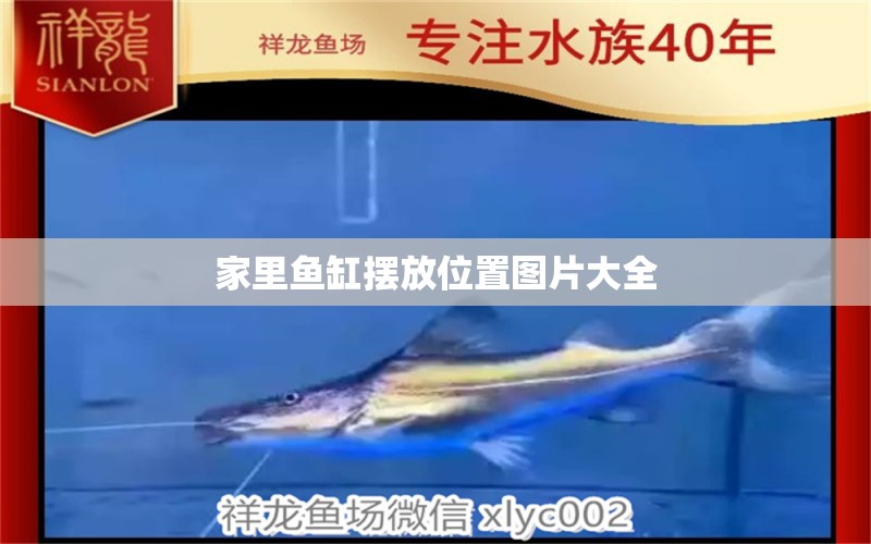 家里魚(yú)缸擺放位置圖片大全