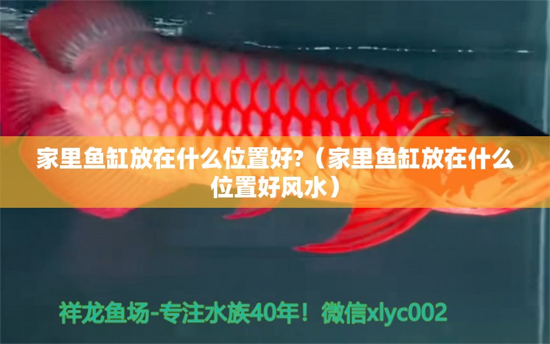 家里魚缸放在什么位置好?（家里魚缸放在什么位置好風水）