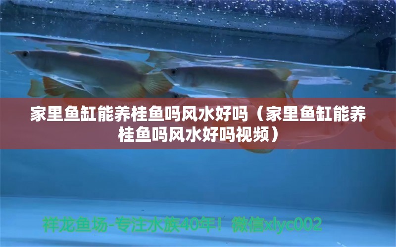 家里魚缸能養(yǎng)桂魚嗎風(fēng)水好嗎（家里魚缸能養(yǎng)桂魚嗎風(fēng)水好嗎視頻） 魚缸風(fēng)水