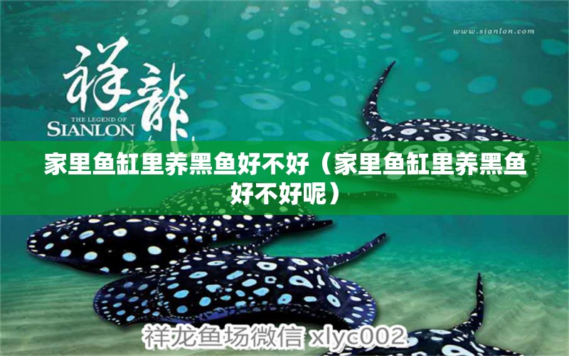 家里魚缸里養(yǎng)黑魚好不好（家里魚缸里養(yǎng)黑魚好不好呢） 檸檬鯽