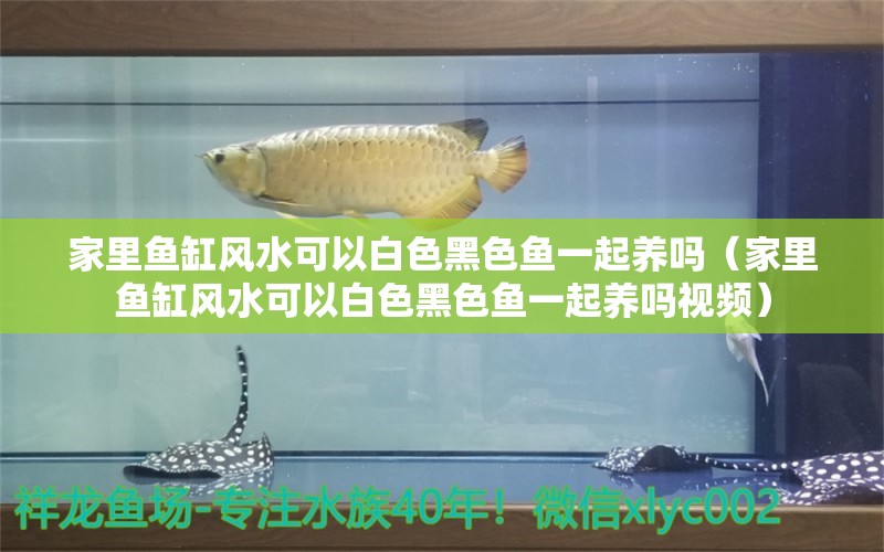 家里魚缸風(fēng)水可以白色黑色魚一起養(yǎng)嗎（家里魚缸風(fēng)水可以白色黑色魚一起養(yǎng)嗎視頻）