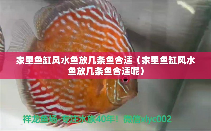 家里魚缸風(fēng)水魚放幾條魚合適（家里魚缸風(fēng)水魚放幾條魚合適呢）