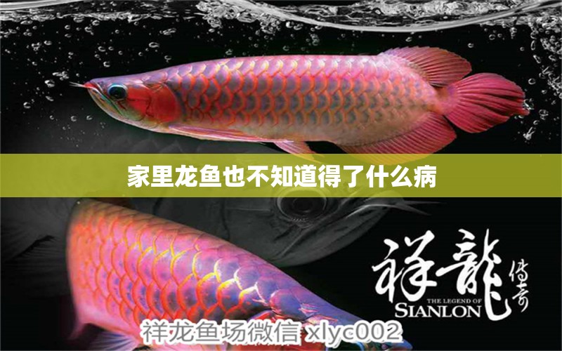 家里龍魚也不知道得了什么病 龍魚疾病與治療