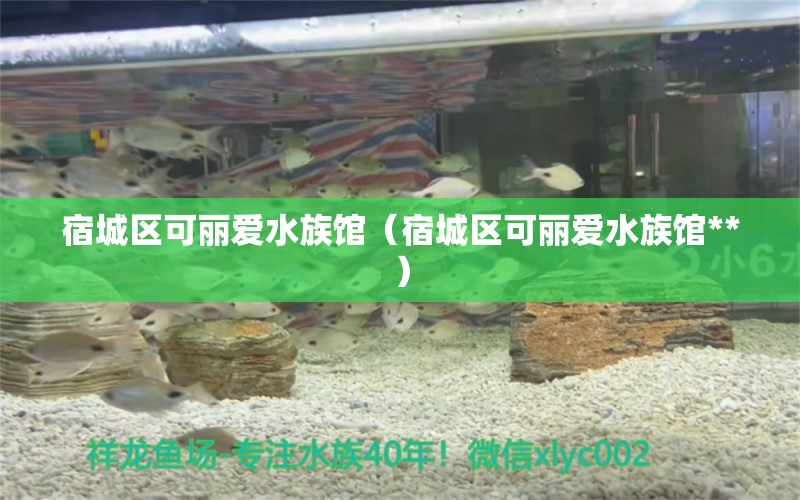 宿城區(qū)可麗愛(ài)水族館（宿城區(qū)可麗愛(ài)水族館**）