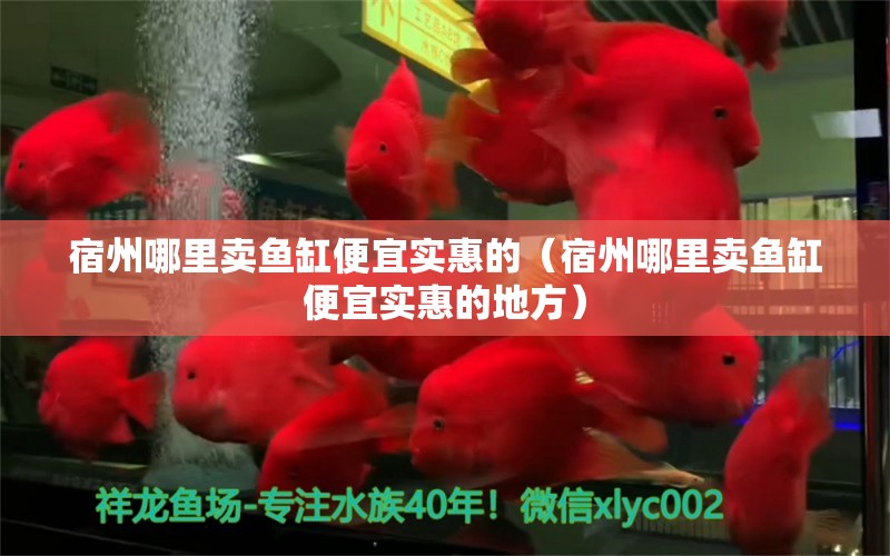 宿州哪里賣魚缸便宜實(shí)惠的（宿州哪里賣魚缸便宜實(shí)惠的地方） 福虎/異型虎魚/純色虎魚