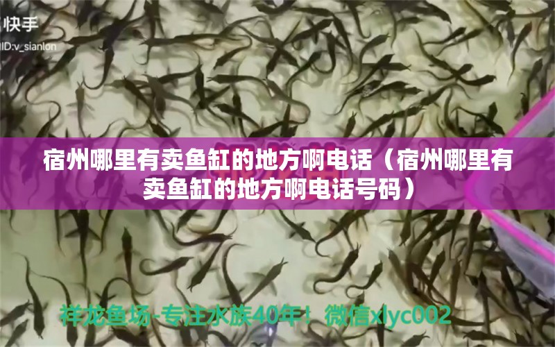 宿州哪里有賣魚缸的地方啊電話（宿州哪里有賣魚缸的地方啊電話號(hào)碼）