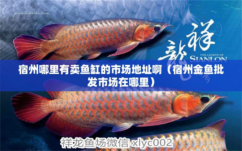 宿州哪里有賣(mài)魚(yú)缸的市場(chǎng)地址啊（宿州金魚(yú)批發(fā)市場(chǎng)在哪里） 羅漢魚(yú)批發(fā)