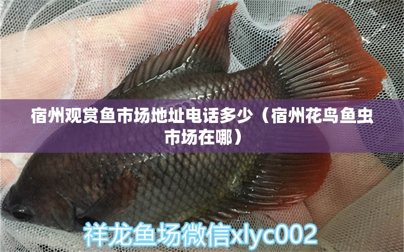 宿州觀賞魚市場地址電話多少（宿州花鳥魚蟲市場在哪） 觀賞魚批發(fā)