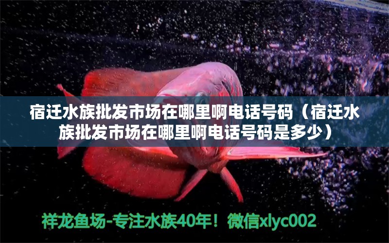 宿遷水族批發(fā)市場(chǎng)在哪里啊電話號(hào)碼（宿遷水族批發(fā)市場(chǎng)在哪里啊電話號(hào)碼是多少） 觀賞魚(yú)水族批發(fā)市場(chǎng)