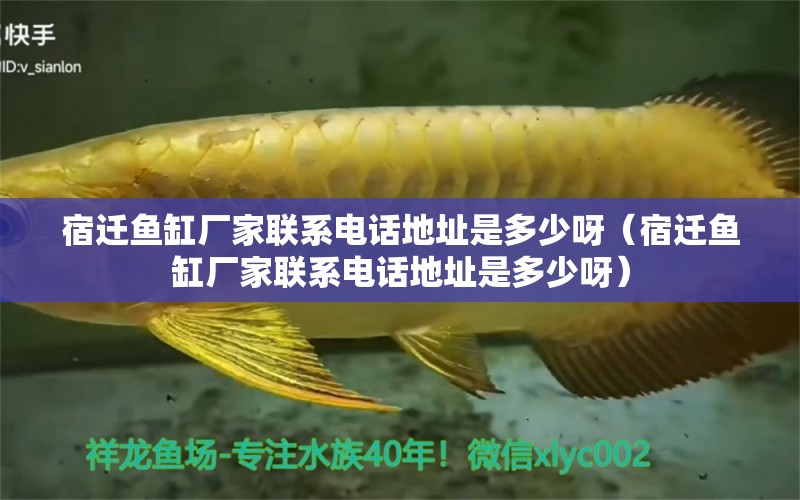 宿遷魚(yú)缸廠家聯(lián)系電話地址是多少呀（宿遷魚(yú)缸廠家聯(lián)系電話地址是多少呀）