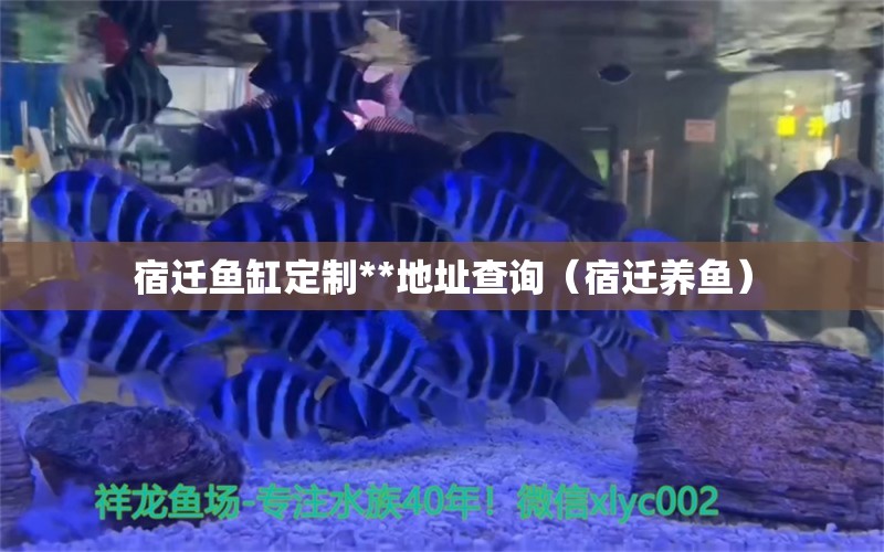 宿遷魚缸定制**地址查詢（宿遷養(yǎng)魚）