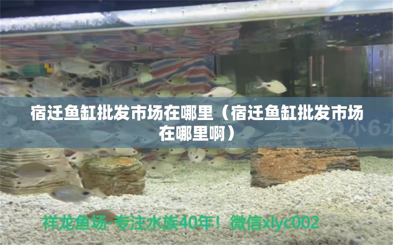 宿遷魚缸批發(fā)市場在哪里（宿遷魚缸批發(fā)市場在哪里?。? title=