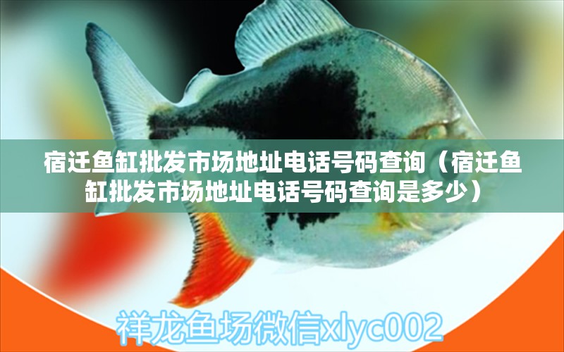 宿遷魚缸批發(fā)市場(chǎng)地址電話號(hào)碼查詢（宿遷魚缸批發(fā)市場(chǎng)地址電話號(hào)碼查詢是多少）