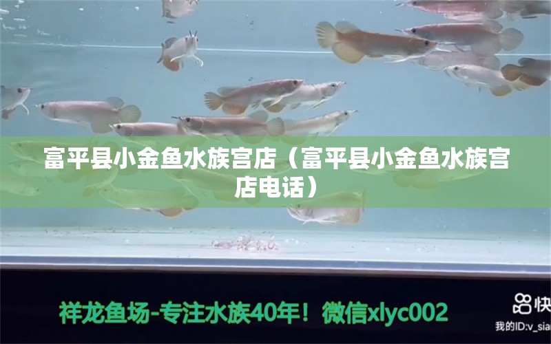 富平縣小金魚水族宮店（富平縣小金魚水族宮店電話）