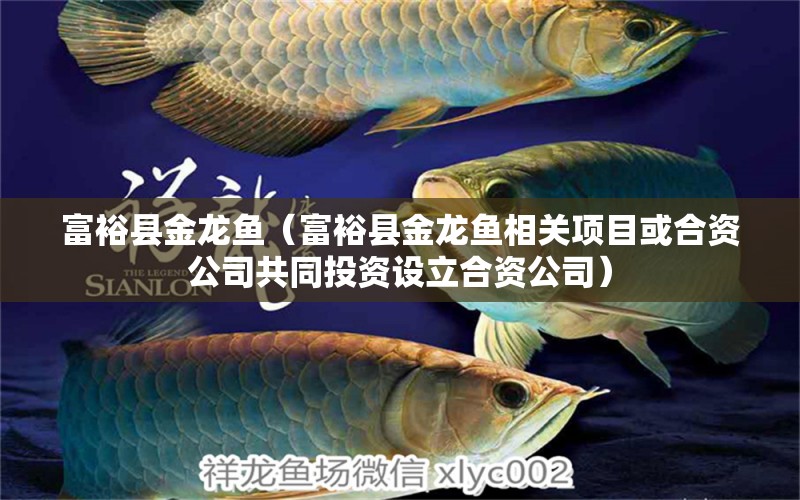 富?？h金龍魚（富?？h金龍魚相關(guān)項(xiàng)目或合資公司共同投資設(shè)立合資公司） 魚缸百科 第1張