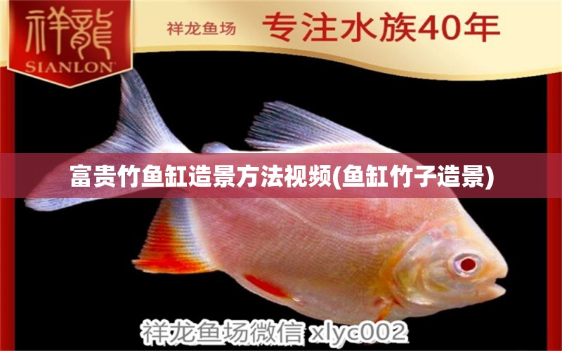 富貴竹魚缸造景方法視頻(魚缸竹子造景) 朱巴利魚苗 第1張