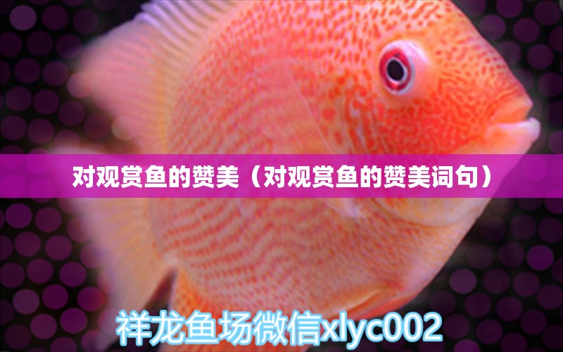 對(duì)觀賞魚的贊美（對(duì)觀賞魚的贊美詞句）