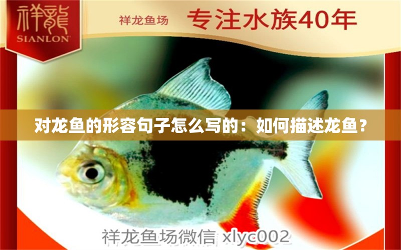 對龍魚的形容句子怎么寫的：如何描述龍魚？ 水族問答 第2張