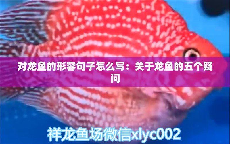 對龍魚的形容句子怎么寫：關(guān)于龍魚的五個疑問 水族問答 第1張